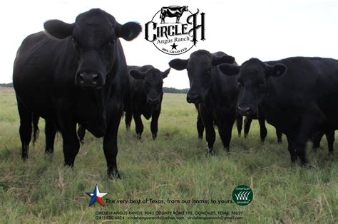 megavideo beef|Local Family Farms & Ranches in Gonzales, TX .